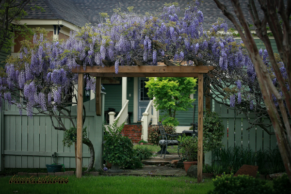 Azalea Inn Wisteria Vine